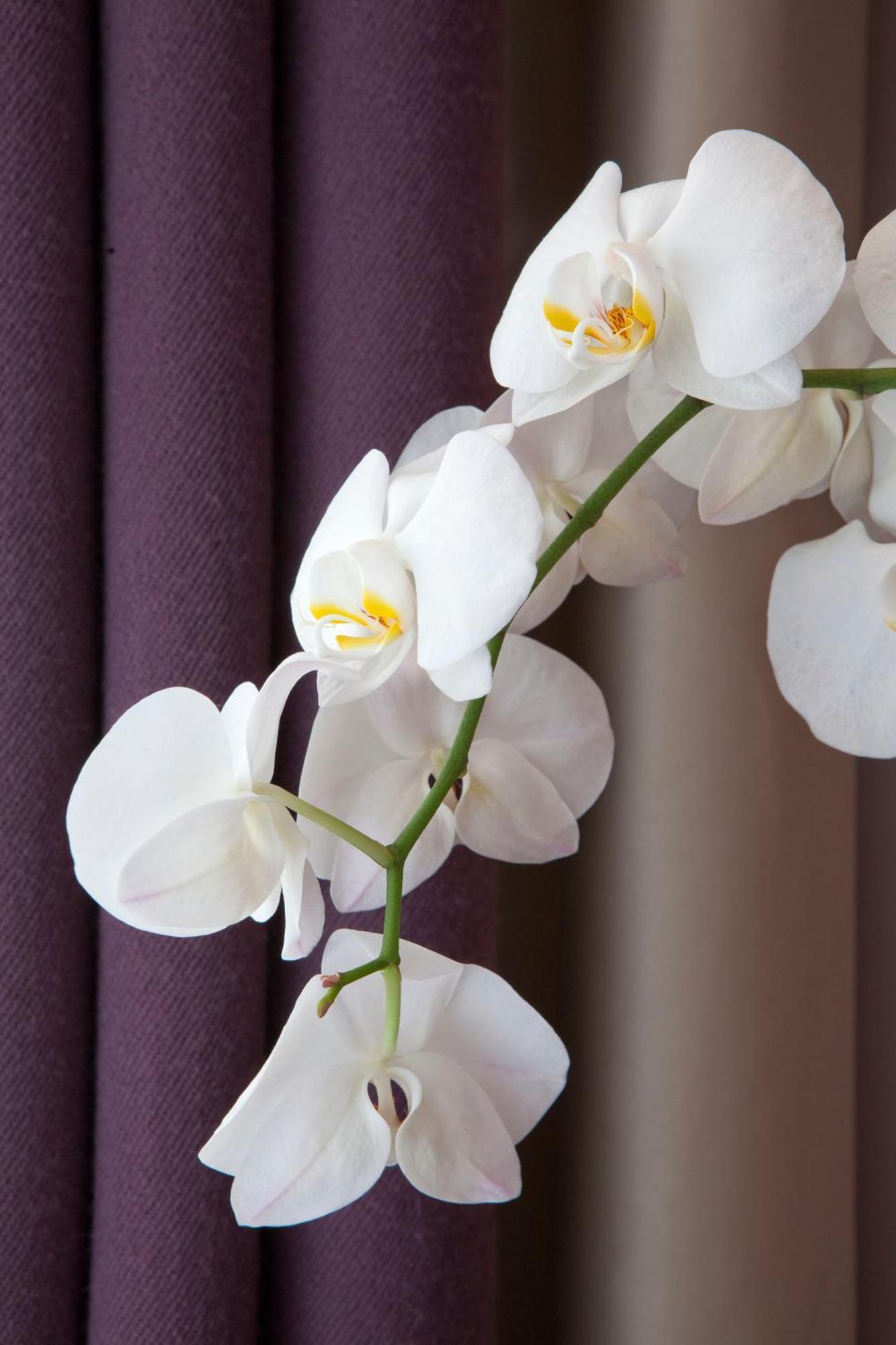 Hotel Duret Champs Elysees Paris