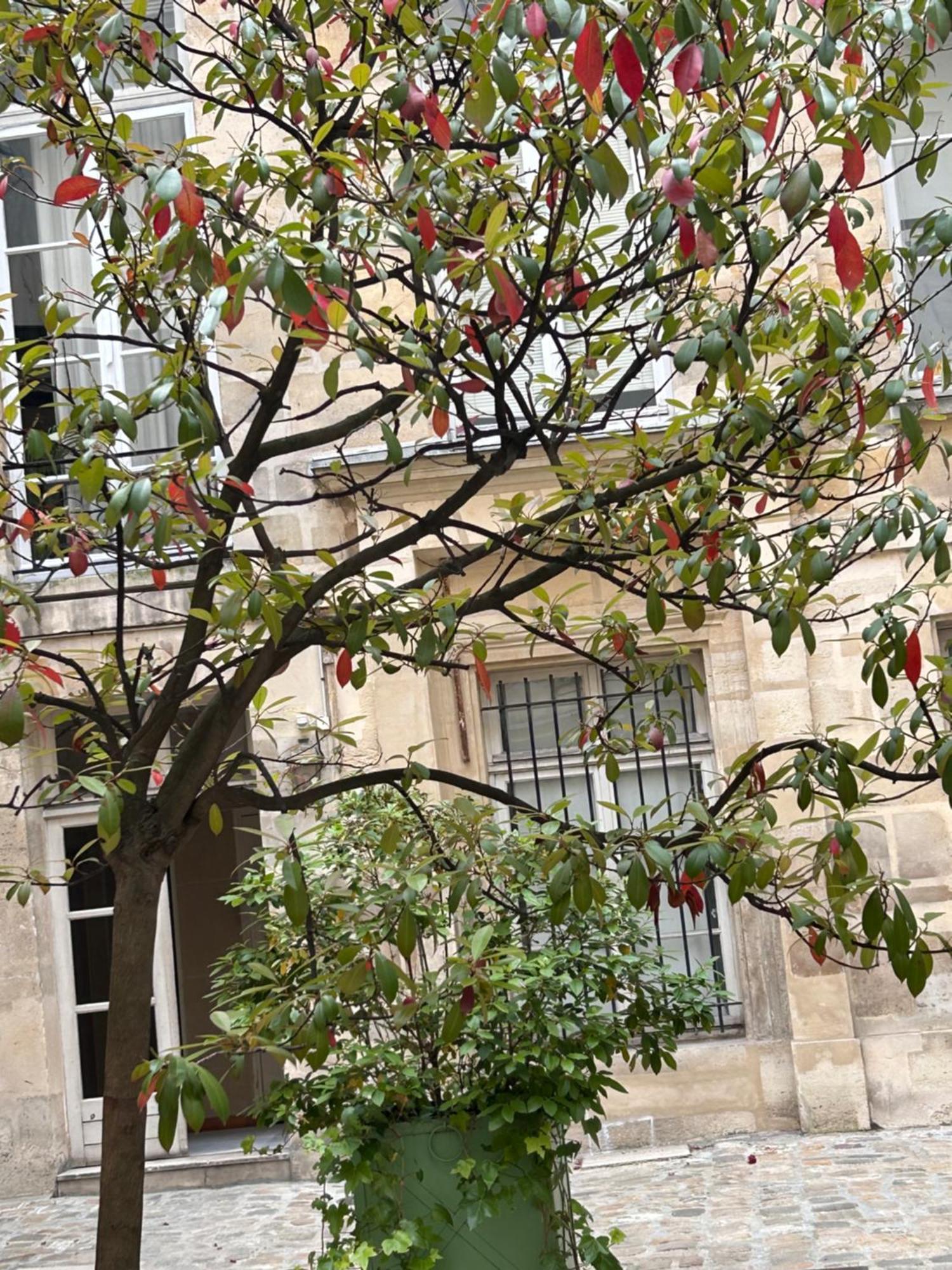 Rose Appartement Paris