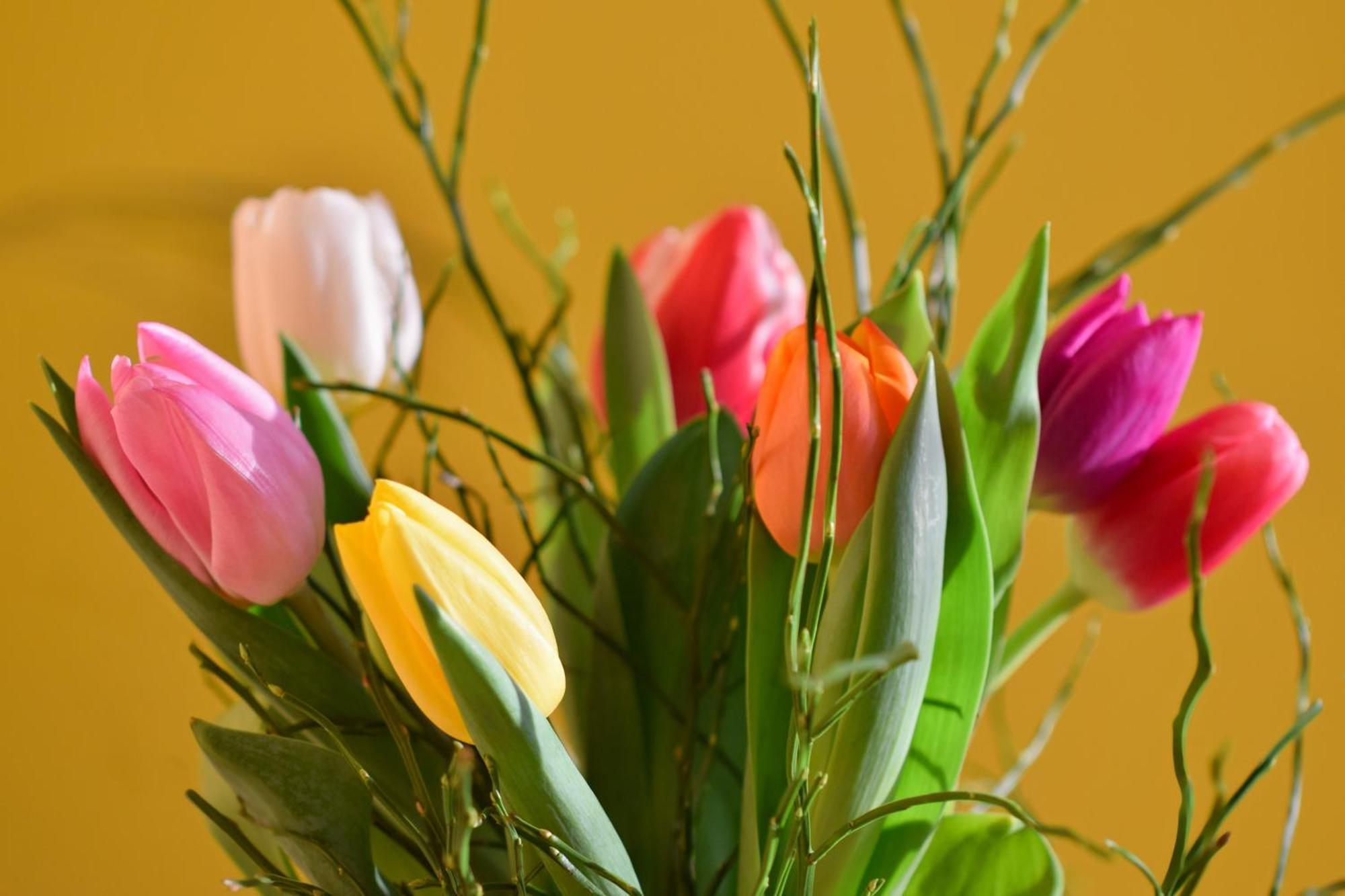 Apartment Des Tulipes In Paris